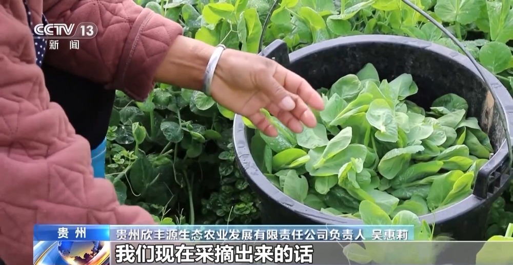 过年菜篮子“水灵灵” 大山里“豆贝”和沙漠里蔬菜都上线了