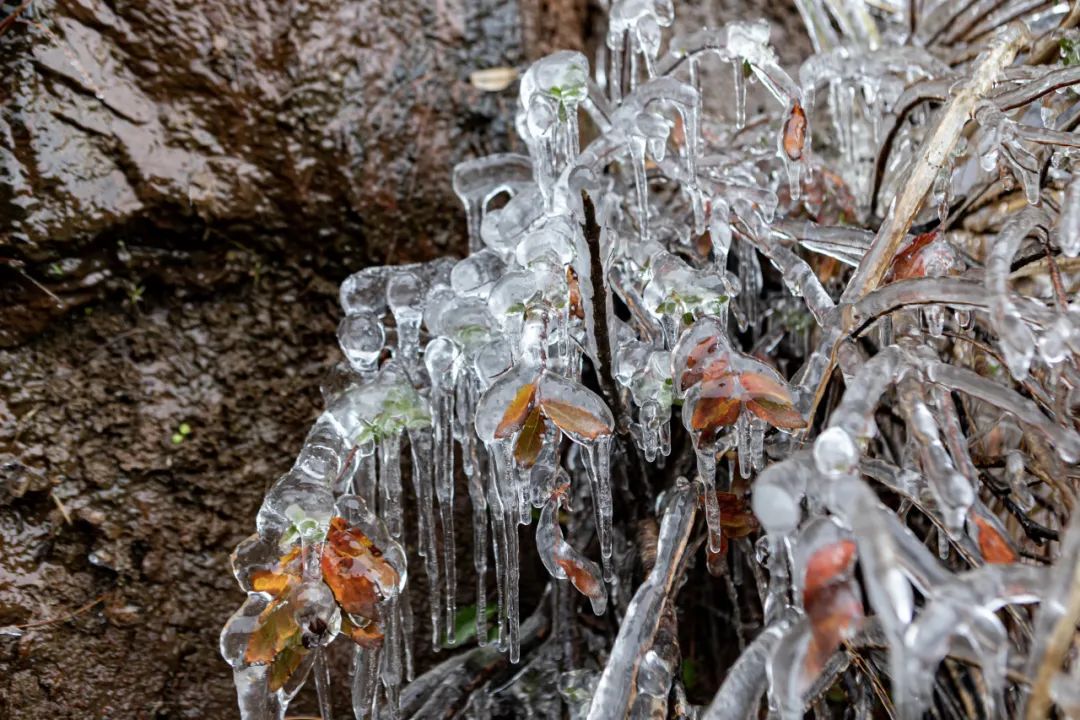 瑞雪兆丰年｜重庆下！雪！啦！