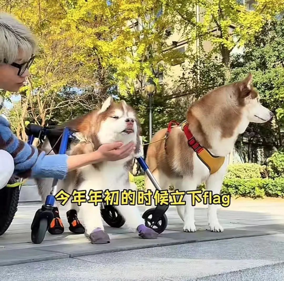网红哈士奇“哈礼鹿”去世，主人：等我忙完这一生再去找它相遇
