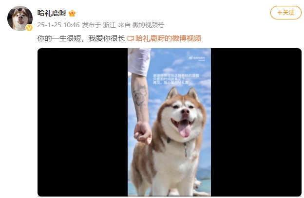 网红哈士奇“哈礼鹿”去世，主人：等我忙完这一生再去找它相遇