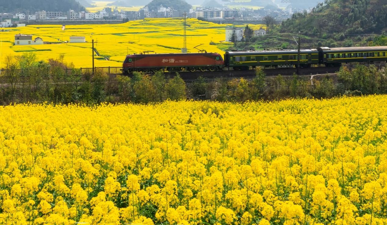 “花开四季‘香’约云南”赏花之旅列车开行 “花开四季‘香’约云南”赏花之旅列车开行