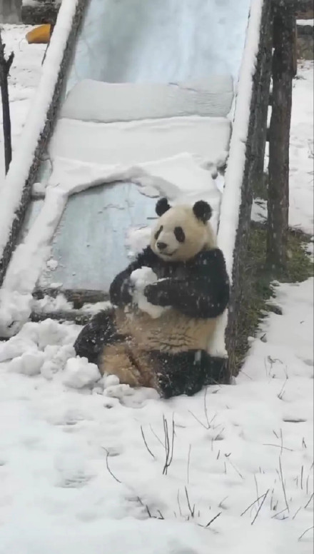 萌晕了！西安初雪大熊猫撒欢玩雪