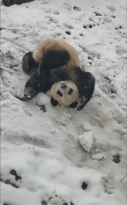 萌晕了！西安初雪大熊猫撒欢玩雪