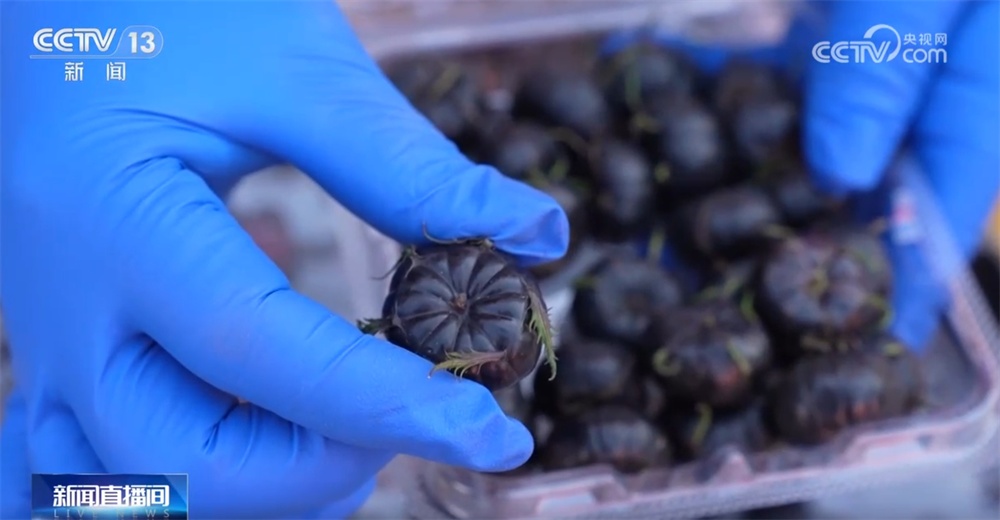 节日期间农副产品货丰、质优、价稳 农贸市场“热气腾腾”购销两旺