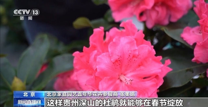 春节临近 “鲜花经济”绽放、农贸市场“热气腾腾”