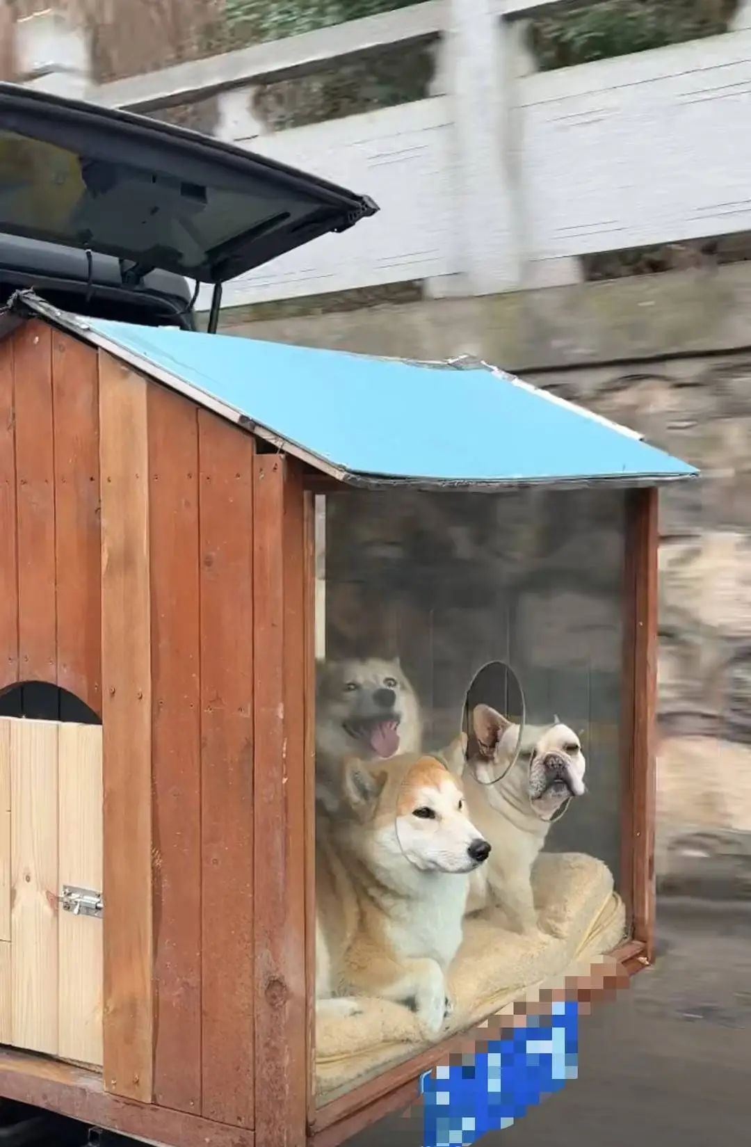 回家过年之“狗在囧途”！坏消息：风好大，好消息：是卧铺