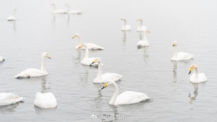 运城盐湖：雪中天鹅舞 生态画卷美