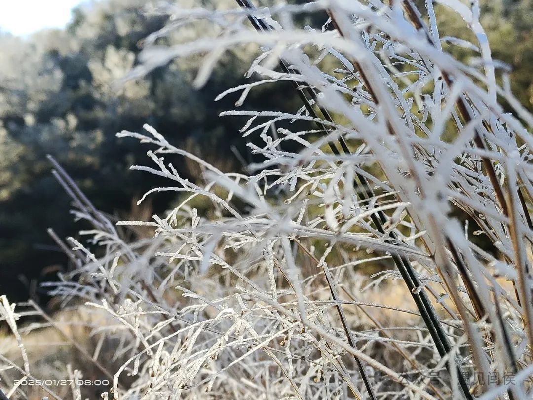 最低仅-2.3℃！福州雾凇美景上线！接下来几天太刺激……