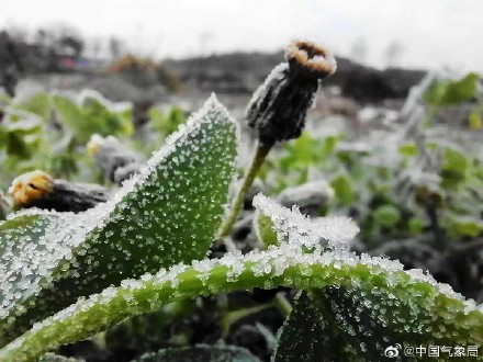 贵阳年关将至 &nbsp;蔬菜穿新衣