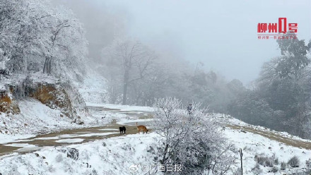 瑞雪兆丰年！在柳州融水邂逅雪中的年味