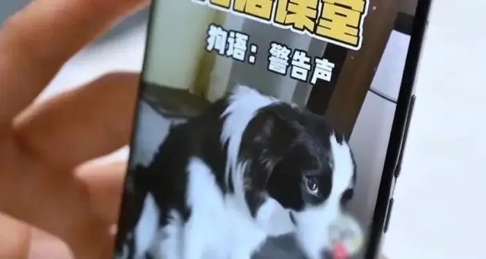 男子学狗语和爱犬沟通，凌晨紧急送医，脸被咬穿！医生提醒：这个动作很大风险！