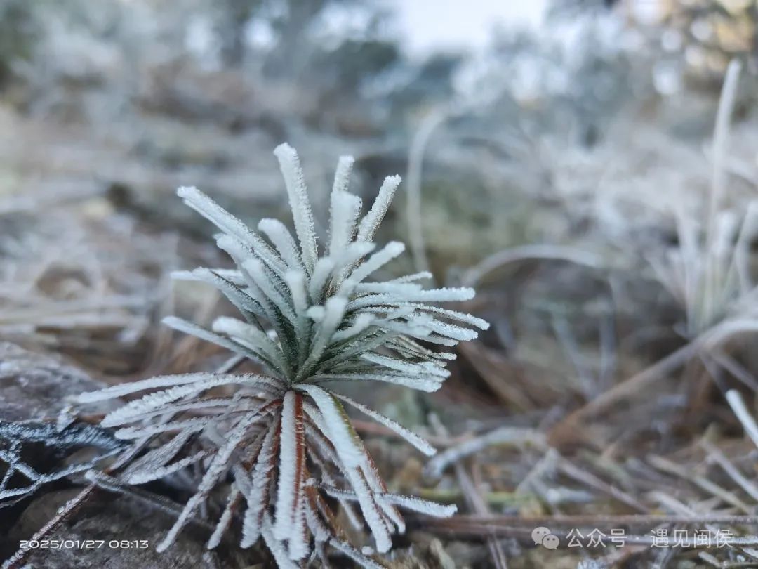 最低仅-2.3℃！福州雾凇美景上线！接下来几天太刺激……