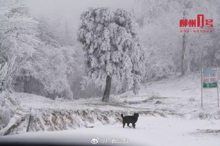 瑞雪兆丰年！在柳州融水邂逅雪中的年味