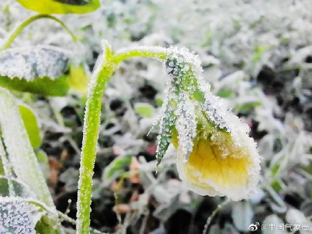 贵阳年关将至 &nbsp;蔬菜穿新衣