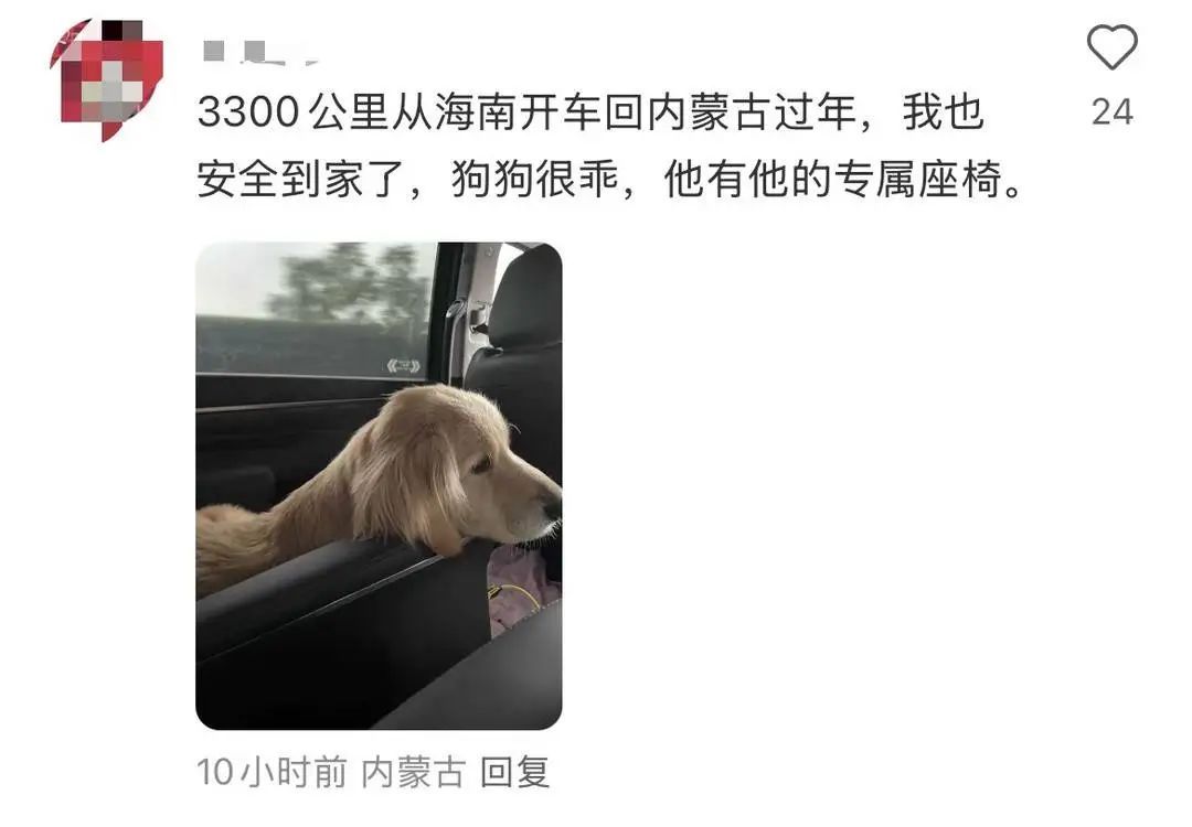 回家过年之“狗在囧途”！坏消息：风好大，好消息：是卧铺