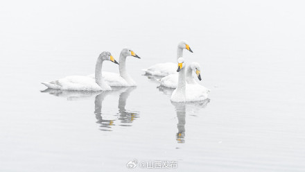 运城盐湖：雪中天鹅舞 生态画卷美