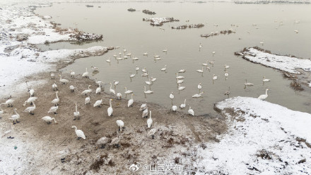 运城盐湖：雪中天鹅舞 生态画卷美