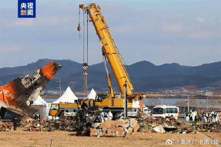 与济州航空空难有关的花脸鸭是种什么鸟