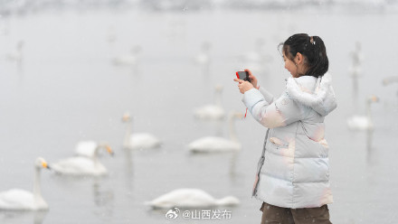 运城盐湖：雪中天鹅舞 生态画卷美