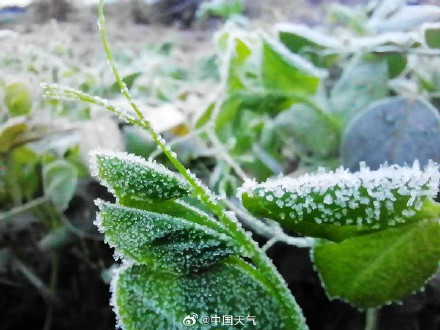 贵阳出现霜冻 蔬菜穿“新衣”