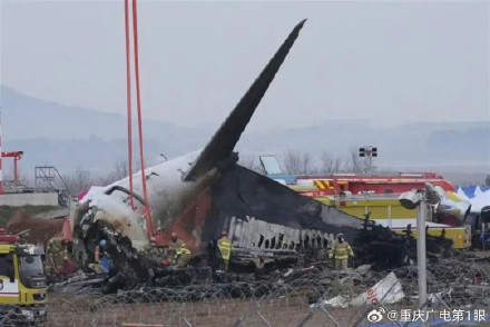 与济州航空空难有关的花脸鸭是种什么鸟