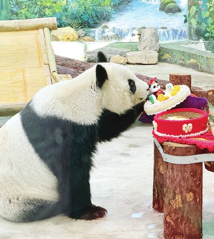 动物园里大熊猫 提前吃上“年夜饭”