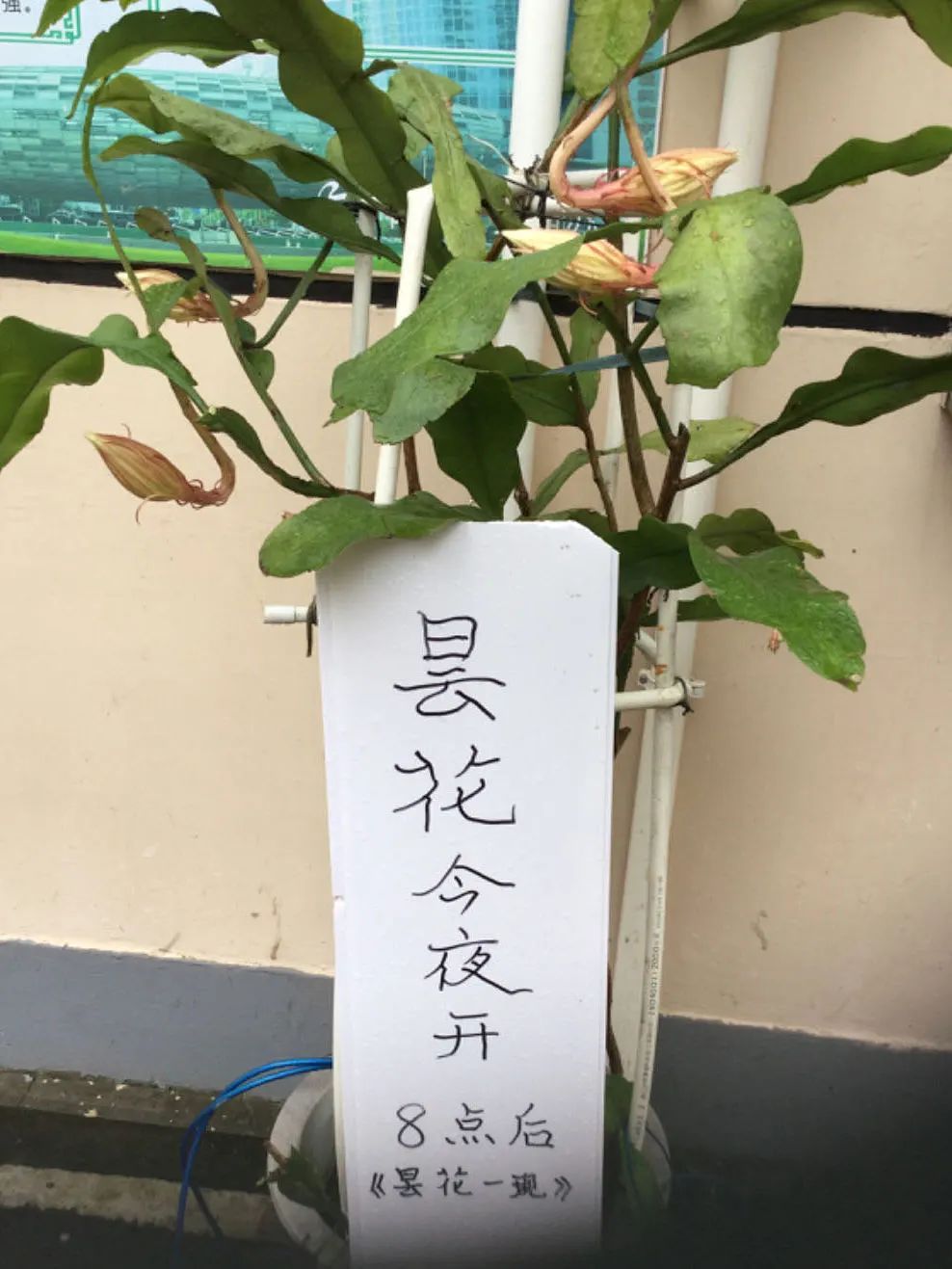 这位登上春晚的上海爷叔火了!有啥来头? 这位登上春晚的上海爷叔火了!有啥来头?