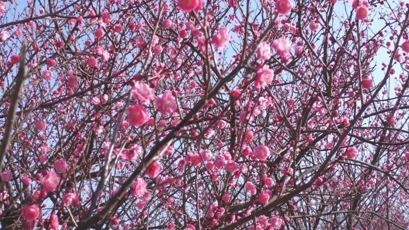 江西赣州：“梅”好新年 春节赏梅迎客潮