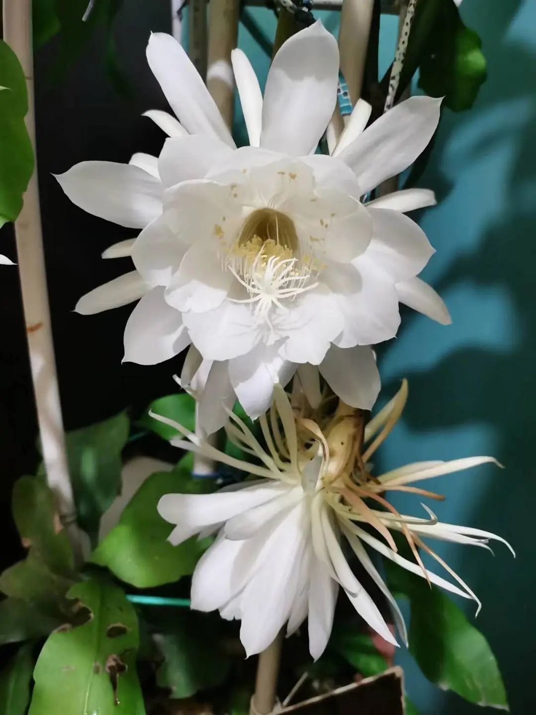 这位登上春晚的上海爷叔火了!有啥来头? 这位登上春晚的上海爷叔火了!有啥来头?