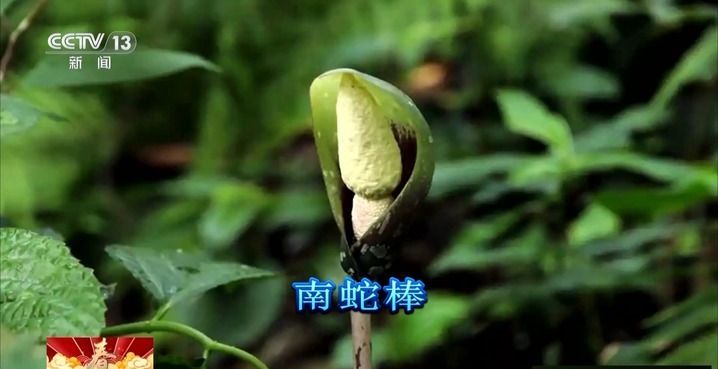 蛇皮果、蛇瓜、蛇舌兰……哪些植物可以给蛇年“代言”？