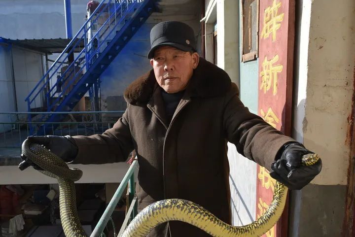 150元一斤的王锦蛇，长这样！