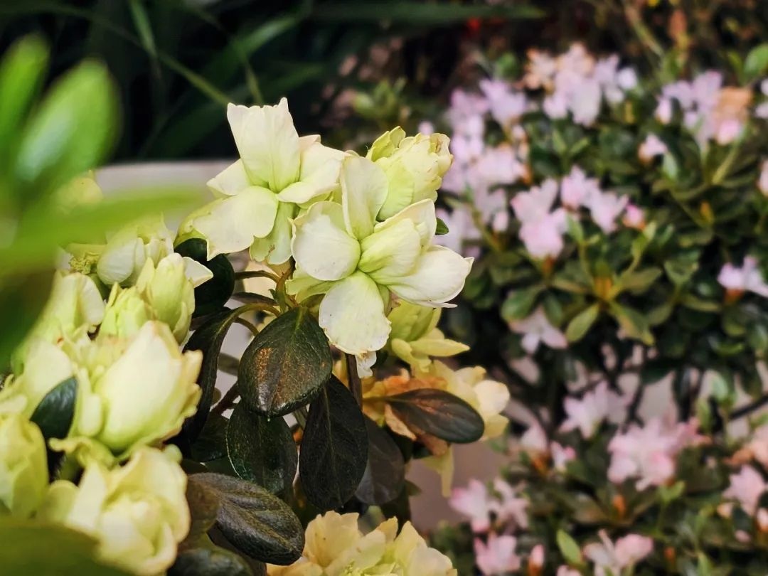 美翻了！北京春节繁花似锦，牡丹、梅花、樱花、兰花全开了