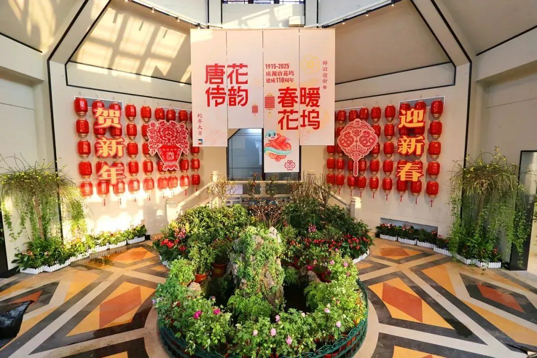 美翻了！北京春节繁花似锦，牡丹、梅花、樱花、兰花全开了