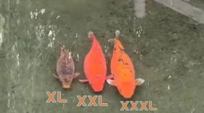 每逢佳节胖三斤!趵突泉“猪鲤”减肥又又又失败了 每逢佳节胖三斤!趵突泉“猪鲤”减肥又又又失败了