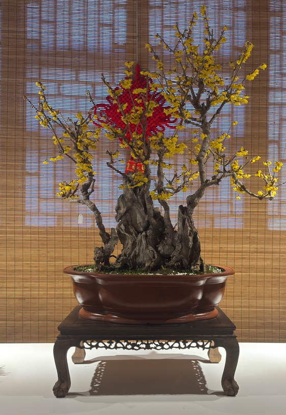 美翻了！北京春节繁花似锦，牡丹、梅花、樱花、兰花全开了