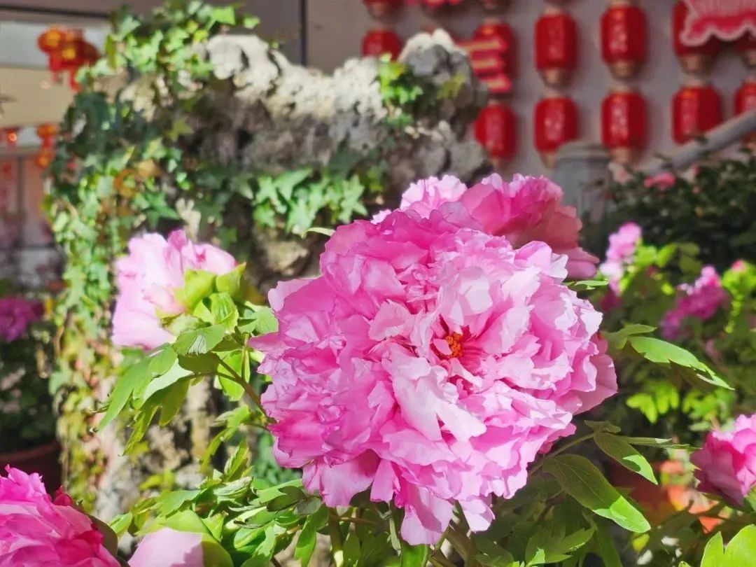 美翻了！北京春节繁花似锦，牡丹、梅花、樱花、兰花全开了