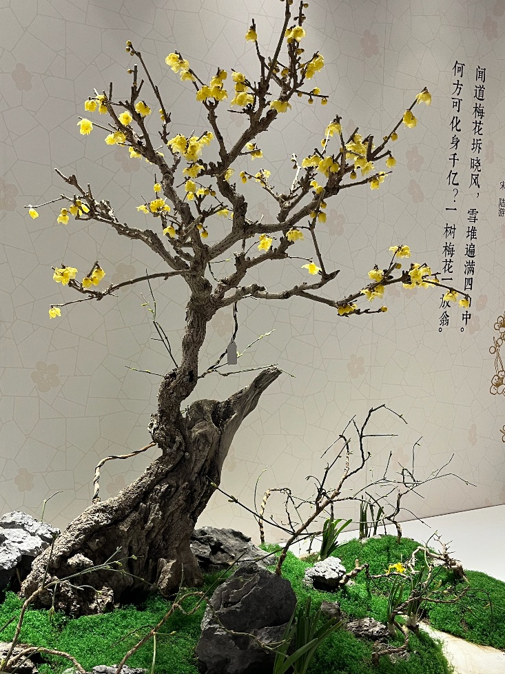 美翻了！北京春节繁花似锦，牡丹、梅花、樱花、兰花全开了