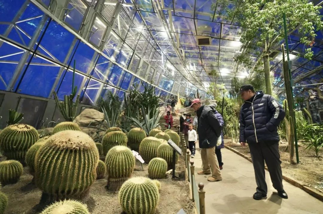 美翻了！北京春节繁花似锦，牡丹、梅花、樱花、兰花全开了