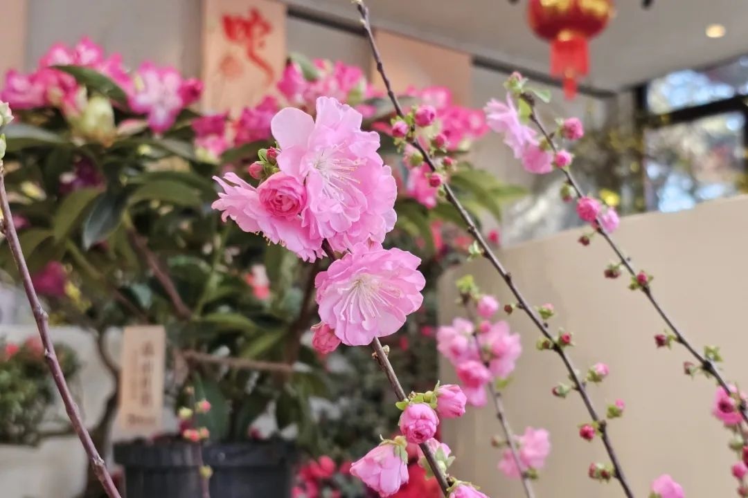 美翻了！北京春节繁花似锦，牡丹、梅花、樱花、兰花全开了
