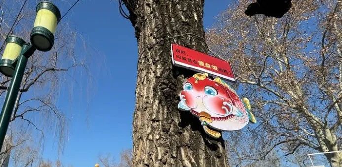 每逢佳节胖三斤!趵突泉“猪鲤”减肥又又又失败了 每逢佳节胖三斤!趵突泉“猪鲤”减肥又又又失败了