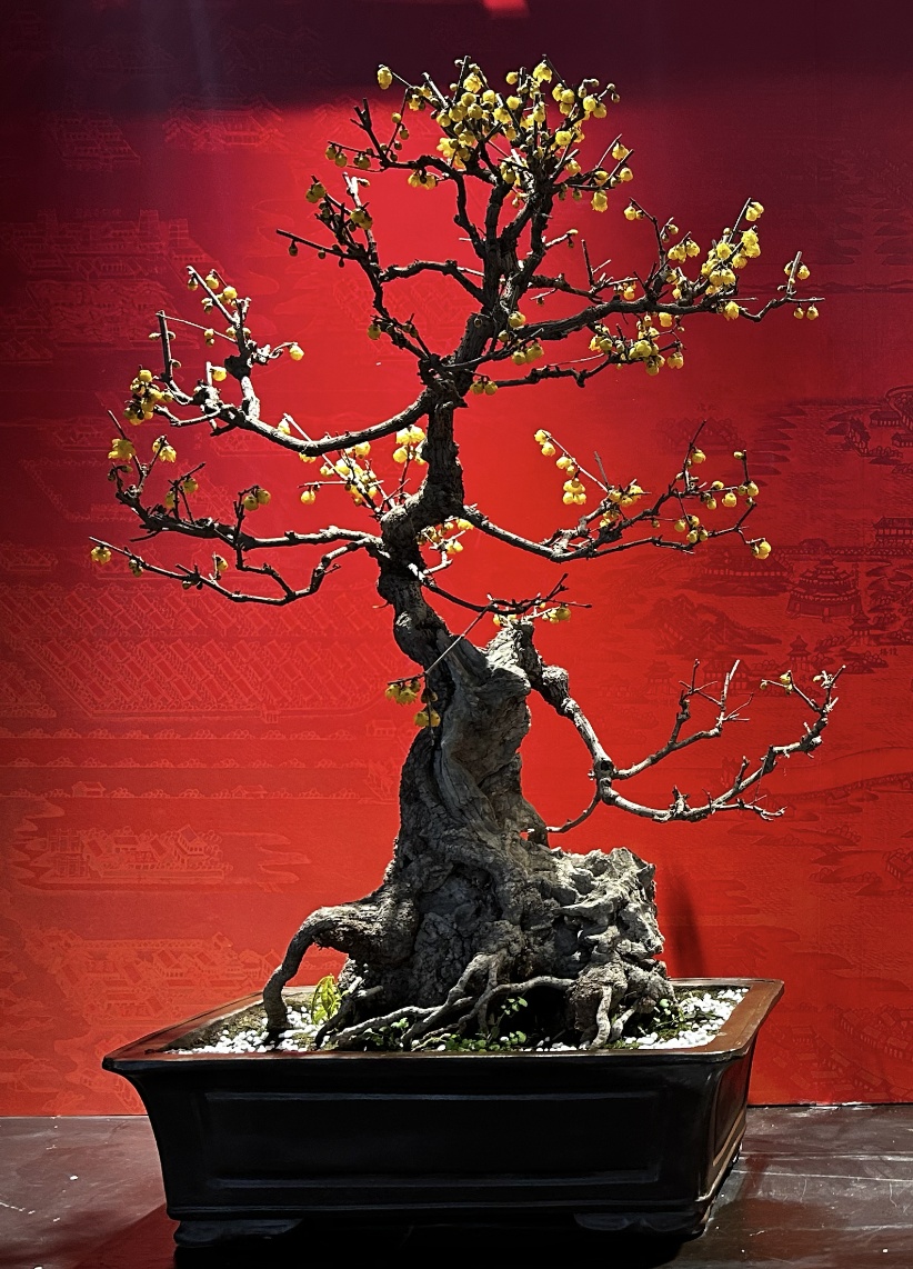 美翻了！北京春节繁花似锦，牡丹、梅花、樱花、兰花全开了