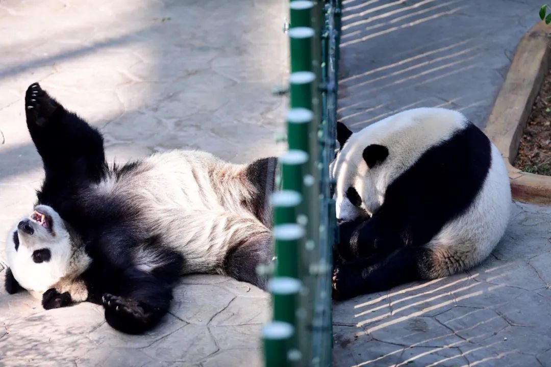 春节在沈阳怎么玩？一定要看这一篇→