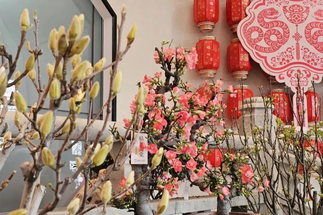 美翻了！北京春节繁花似锦，牡丹、梅花、樱花、兰花全开了