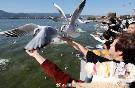 人比鸥多?昆明红嘴鸥过年吃了就睡 人比鸥多?昆明红嘴鸥过年吃了就睡