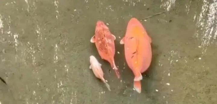 每逢佳节胖三斤!趵突泉“猪鲤”减肥又又又失败了 每逢佳节胖三斤!趵突泉“猪鲤”减肥又又又失败了