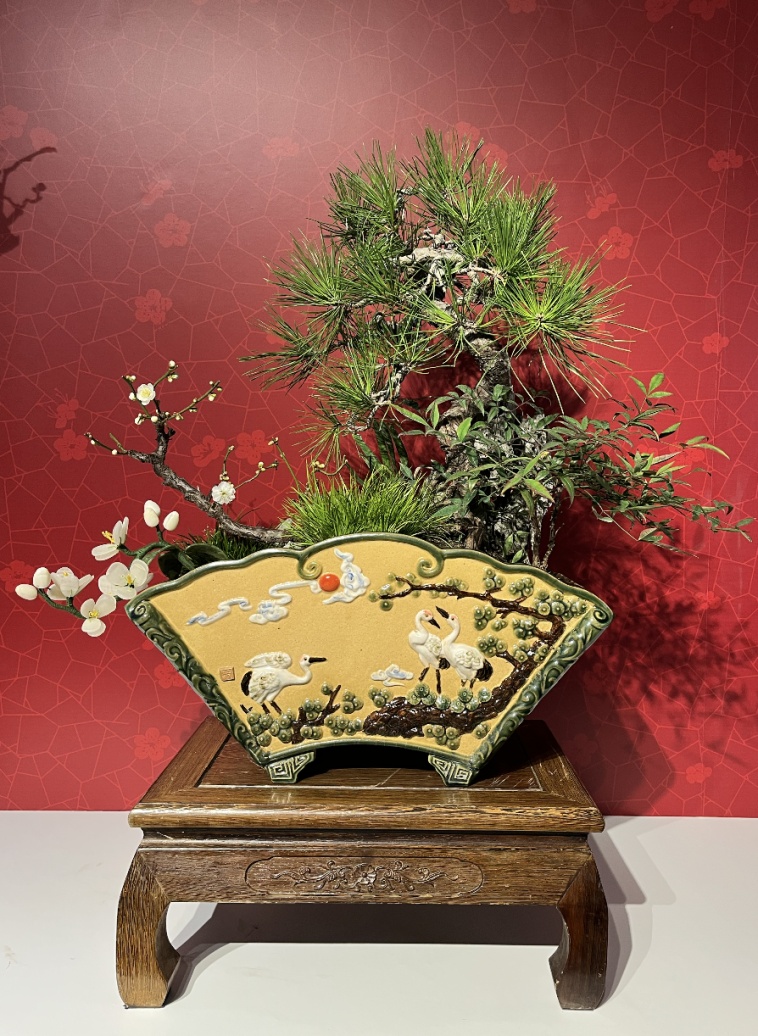 美翻了！北京春节繁花似锦，牡丹、梅花、樱花、兰花全开了