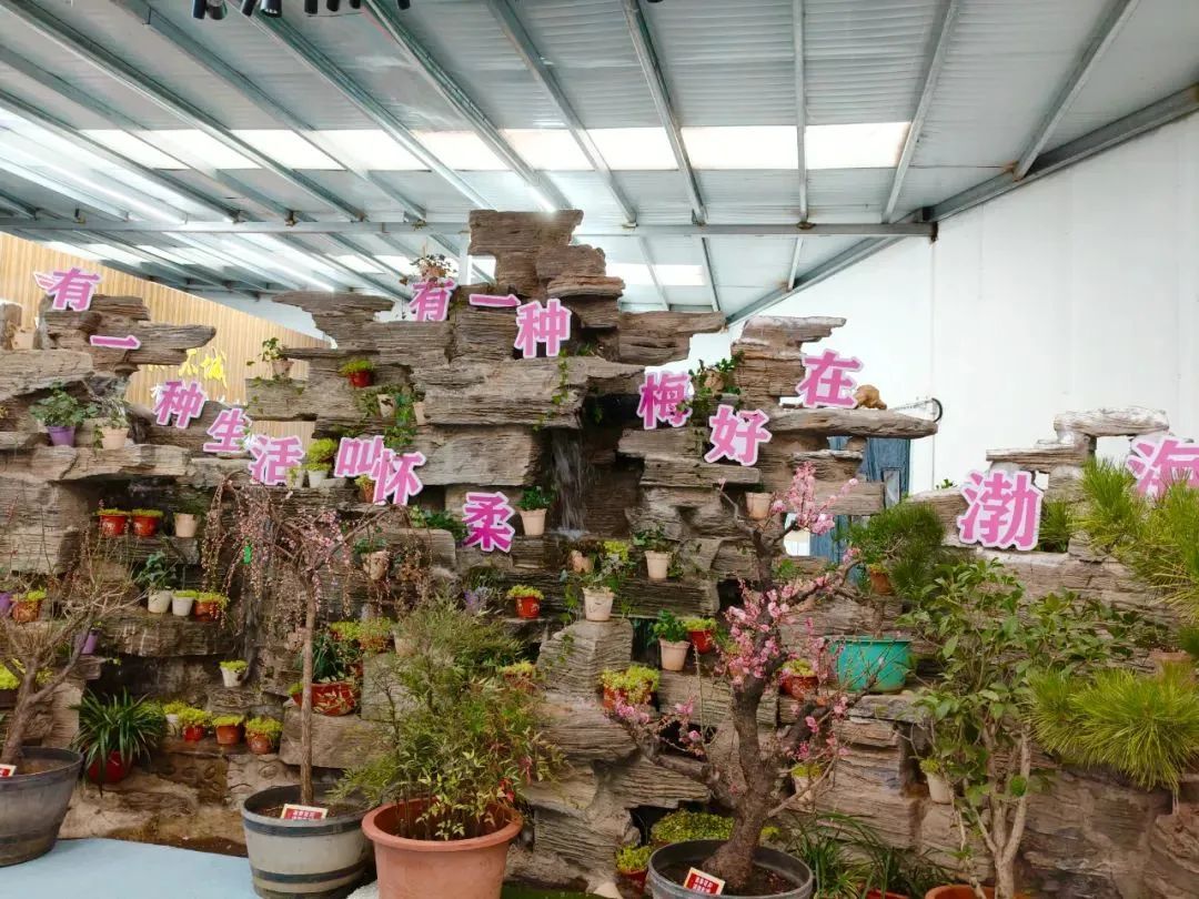 美翻了！北京春节繁花似锦，牡丹、梅花、樱花、兰花全开了