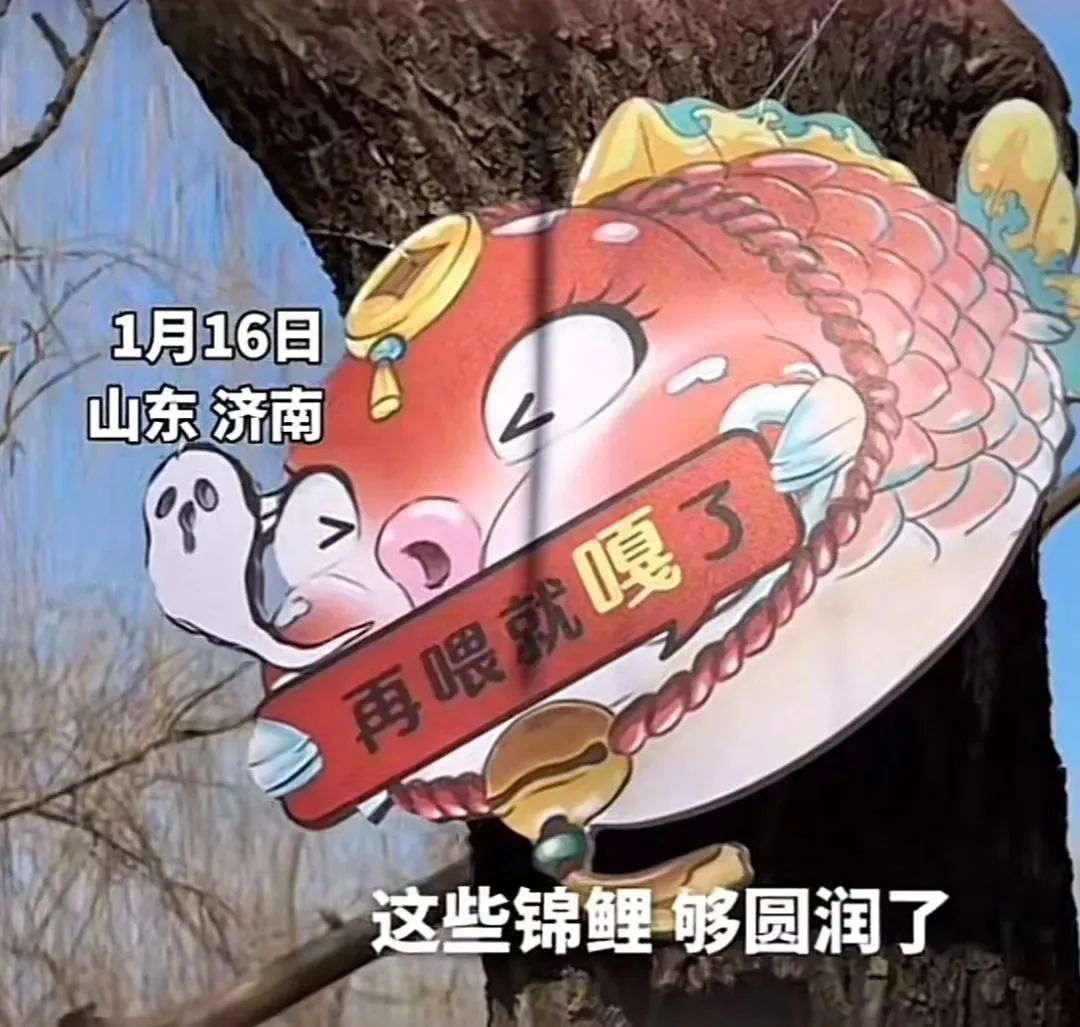 每逢佳节胖三斤!趵突泉“猪鲤”减肥又又又失败了 每逢佳节胖三斤!趵突泉“猪鲤”减肥又又又失败了