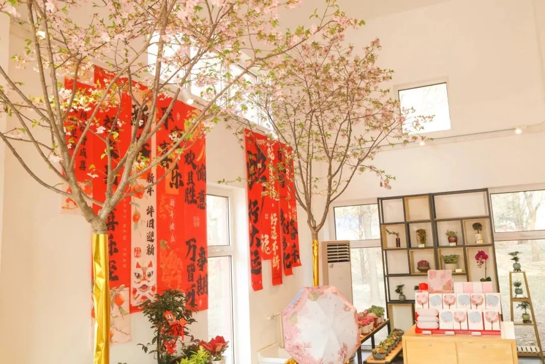 美翻了！北京春节繁花似锦，牡丹、梅花、樱花、兰花全开了