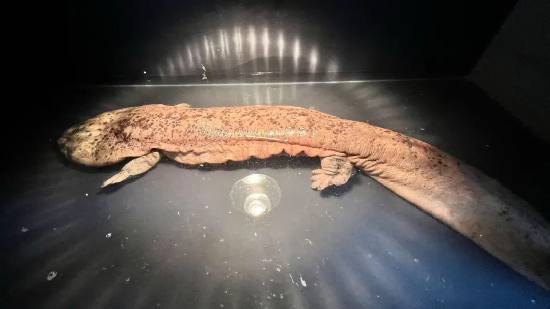 上海市民报警!突然发现“怪鱼”:长1米,还有脚……一查身份不一般 上海市民报警!突然发现“怪鱼”:长1米,还有脚……一查身份不一般